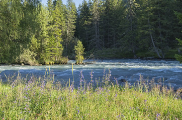 Obraz premium Wildflowers on the shore of a mountain river. Altai Mountains, R