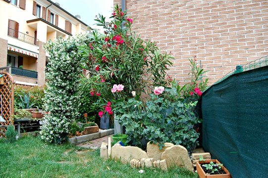 fioriture di oleandro, gelsomino e rose nel mio giardino