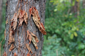 Autumn dried wild grape leaves on a tree trunk