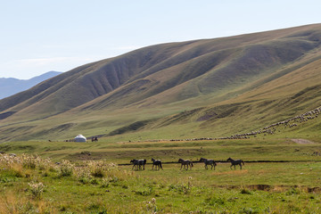 Obraz premium mountain pasture in Kazakhstan