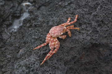 mr crab