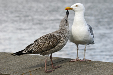 Obraz premium Zwei Möwen