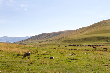 pasture in the mountains