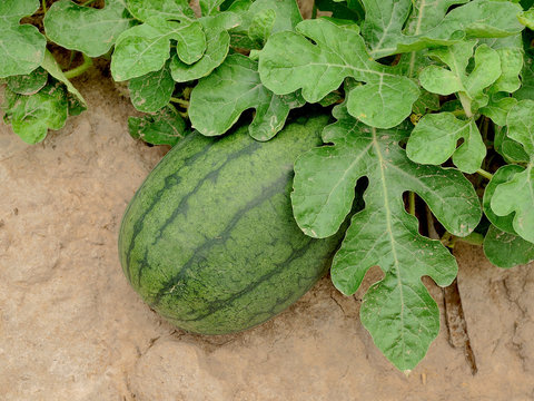 Watermelons on the green watermelon plantation in the summer