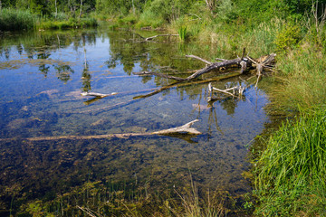 Biotop an einem Nebenarm des Lech