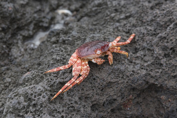 mr crab