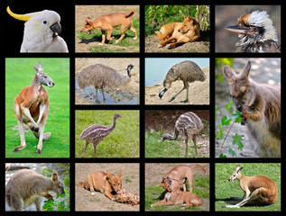 Fourteen mosaic photos of Australian animals