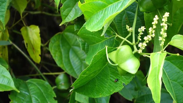 fresh capsule seeds fruit of sacha Inchi peanut, Plukenetia volubilis L.  