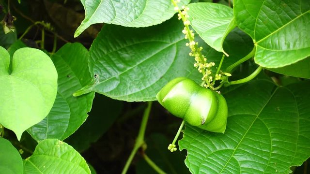 fresh capsule seeds fruit of sacha Inchi peanut, Plukenetia volubilis L.  