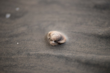Seashell