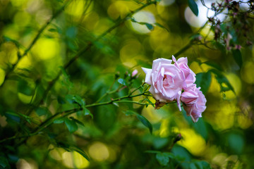 Rosenblüte 