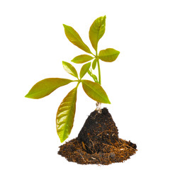 young green plant isolated on white background