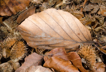 Herbst, Buchenlaub und Bucheckern