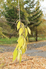 with yellow leaves branch