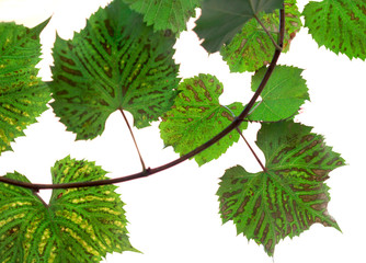 green leaves on twig