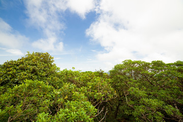 Fototapeta na wymiar Rainforest in Monteverde cloud forest reserve