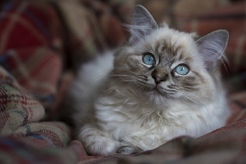 Seal Tabby Ragdoll Kitten