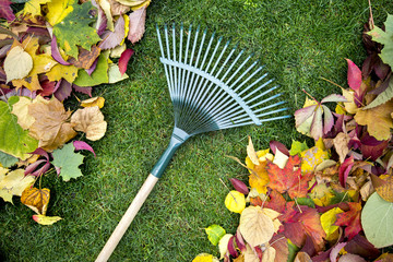 Rake on a wooden stick and Colored  autumn foliage. Collecting grass clippings. Garden tools. - obrazy, fototapety, plakaty