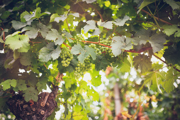 Grapes in vine