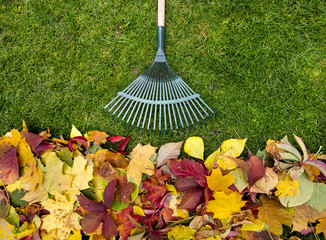 Rake on a wooden stick and Colored  autumn foliage. Collecting grass clippings. Garden tools.