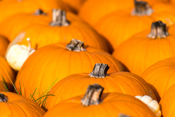 Kürbisse im Herbstlicht