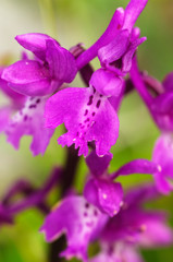 Fototapeta na wymiar Early purple orchid flowers – Orchis mascula