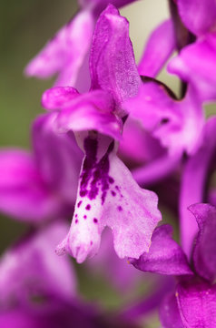 Labellum Color รูปภาพLabellum – เลือกดูภาพถ่ายสต็อก เวกเตอร์ และวิดีโอ1,290 | Adobe Stock