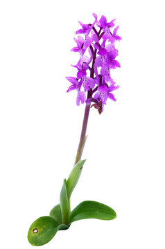 Fototapeta Early purple orchid isolated over white – Orchis mascula