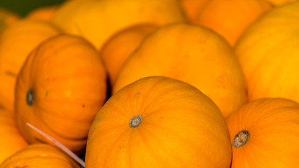 Kürbisse im Herbstlicht