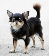 Chihuahua dog standing