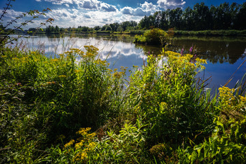 Sommer mit blühenden Wildgräsern am Ufer der Donau in den Donauauen bei Buttenwiesen