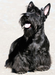 Scottish Terrier