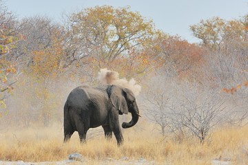 Obraz premium Elefant nimmt ein Staubbad (Etosha Nationalpark)