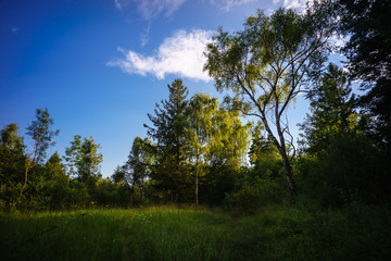 Sommerwiesen im Siebentischwald, Augsburg