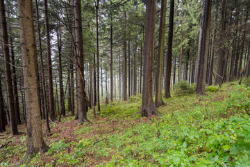 Fototapeta na wymiar Berge in Deutschland