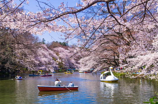 桜咲く井の頭恩賜公園の風景 / The scenery of Inokashira Park where the cherry blossoms are in full bloom. Mitaka, Tokyo, Japan.