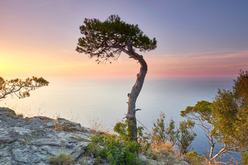 krumme Pinie an Mallorcas felsiger K&uuml;ste