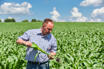 Landwirt prüft Wachstumsentwicklung beim Mais