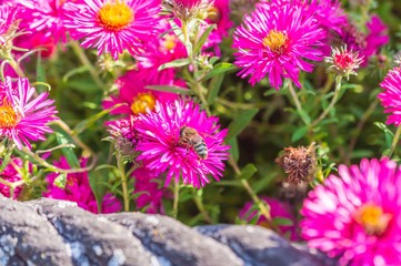 Obraz premium Wild pink flowers blossom in sunlight with bee