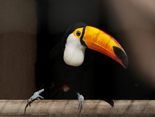 Toucan © MEGA