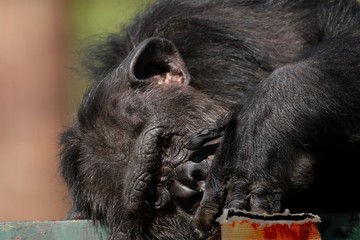 Chimpanzé