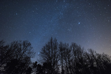 Cielo stellato e alberi