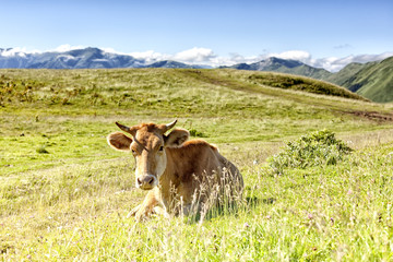 Fototapeta na wymiar Brown spotted cow grazing on alpine meadow. Bright beautiful lan