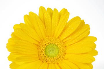 pretty yellow gerbera isolated on white background