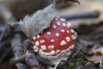 Toadstool mushroom