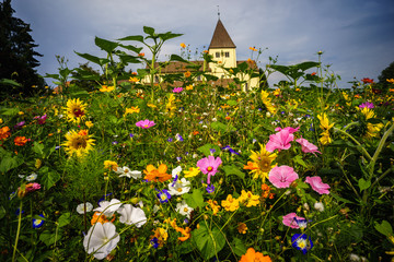 UNESCO Weltkulturerbe, Insel Reichenau, Basilika Oberzell, bunte Wiese mit Sommerblumen vor St....