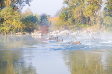 Small river in the autumn season