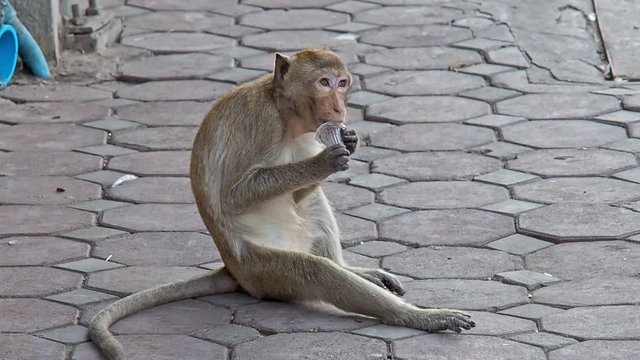 Monkey eating thrash Lopburi Thailand
