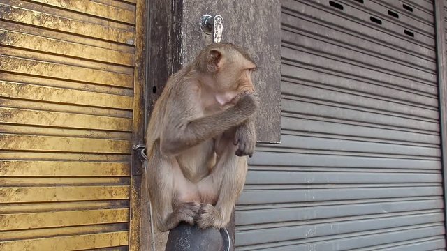 Wild monkey eating carrot Lopburi Thailand