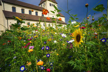 UNESCO Weltkulturerbe, Insel Reichenau, Basilika Oberzell, Kirche St. Georg mit Wildblumenfeld